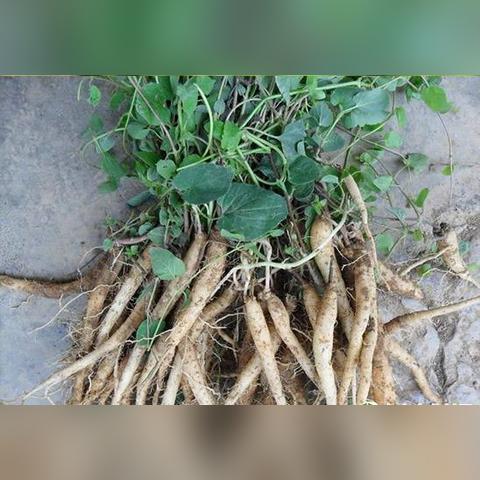 渭水源党参最新价格走势分析