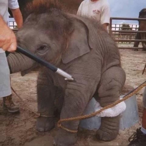 猎杀全球最新章节更新速递