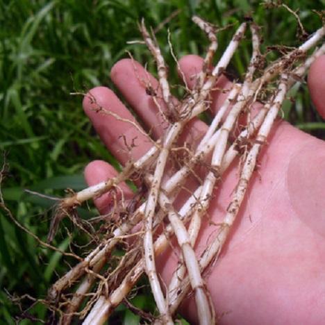 辽宁干旱信息分析报告最新更新