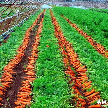 河北柴鸡价格行情最新分析