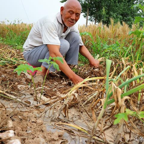 大蒜价格行情报告，最新市场分析（XXXX年XX月市场动态）
