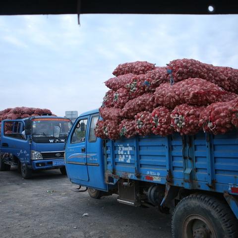 大蒜价格行情报告,最新市场分析(XXXX年XX月市场动态)