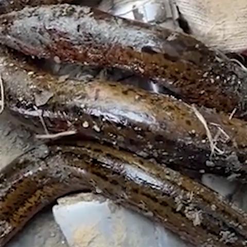 钓大黄鳝技巧心得揭秘,最新钓鳝视频分享