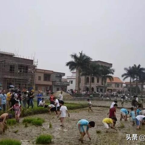 台湾泥鳅江门最新价格及市场趋势解析