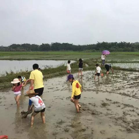 台湾泥鳅江门最新价格及市场趋势解析