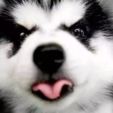 猫咪宅男秘籍,最新养猫指南与实用数据分享