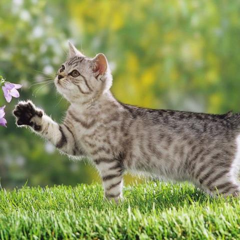 猫咪宅男秘籍,最新养猫指南与实用数据分享