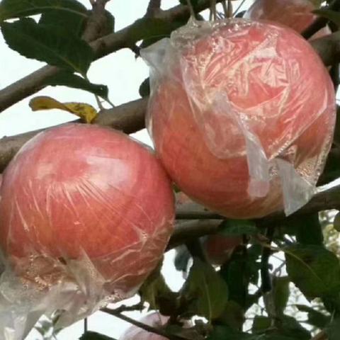 临猗苹果价格行情最新分析