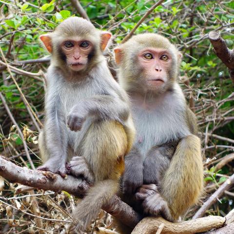香港资料期期准千附三险阻,马、猪、猴、鸡_14-39-04-01-13-33 T：0426.844