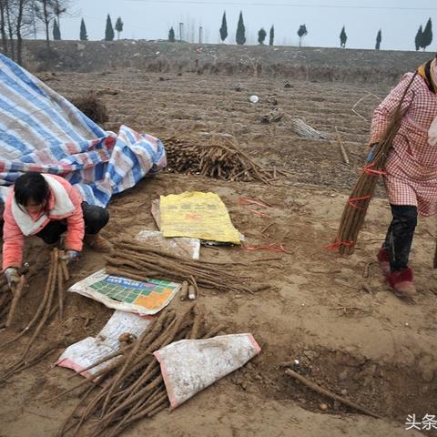 荷泽山药价格行情最新分析