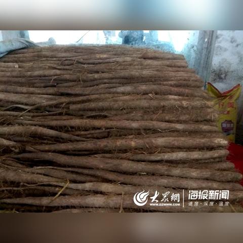 荷泽山药价格行情最新分析