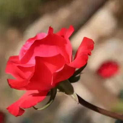 阿曲莫奇迹之年奋斗与希望新篇章