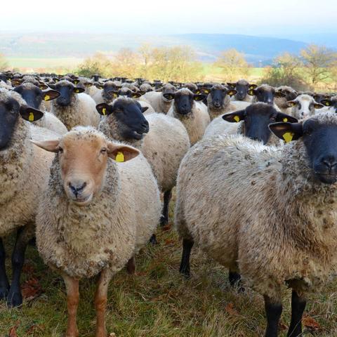 极品女神侍卫最新章节更新速递