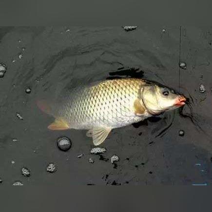 鲤鱼乡之约,2025年的浪漫情愫