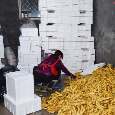 昌邑大姜最新价格分析与市场前景展望