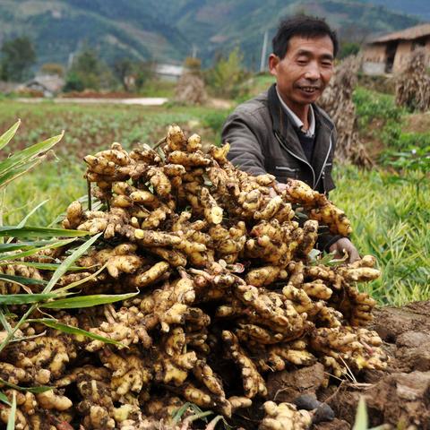 昌邑大姜最新价格分析与市场前景展望