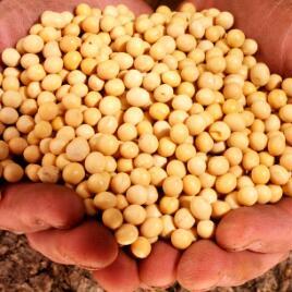 今日豆粕价格走势分析