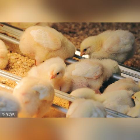 今日豆粕价格走势分析