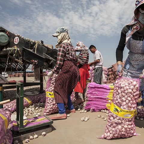 金乡大蒜论坛最新动态，市场分析与发展展望
