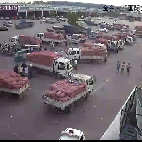 金乡大蒜论坛最新动态,市场分析与发展展望