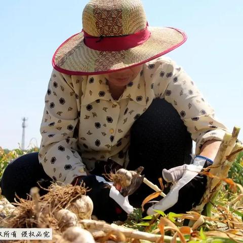 金乡大蒜论坛最新动态,市场分析与发展展望