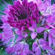 世界武器装备最新概览