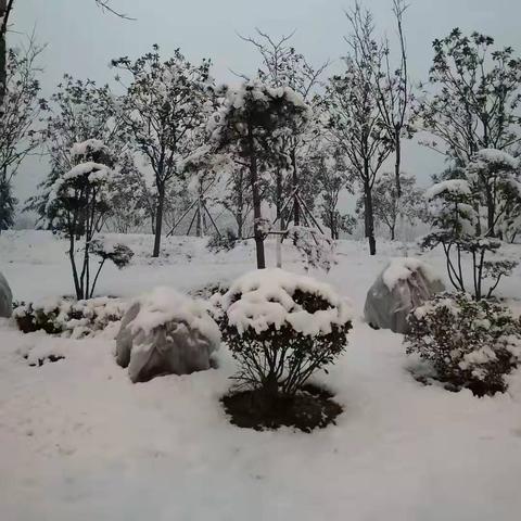 平顶山小麦价格走势分析