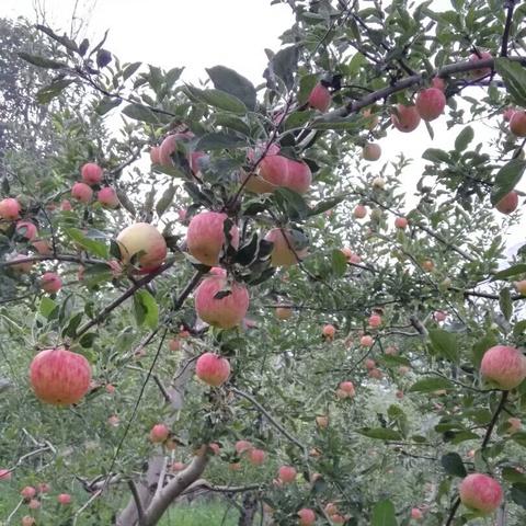 秦冠苹果最新价格走势分析