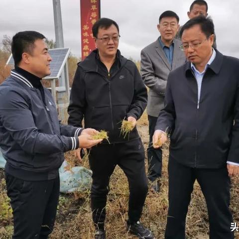 玉米金谷网行情最新报价与市场解析