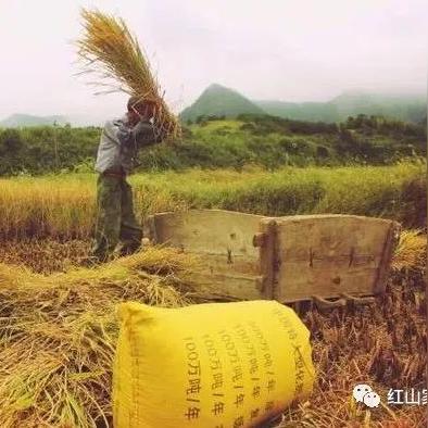 赤峰谷子今日报价及市场走势分析