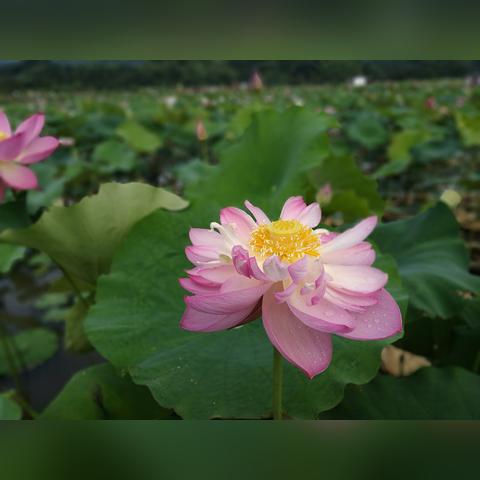 福州沙县小吃招工信息解析