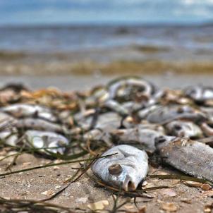 海洋赤潮实时更新报道动态