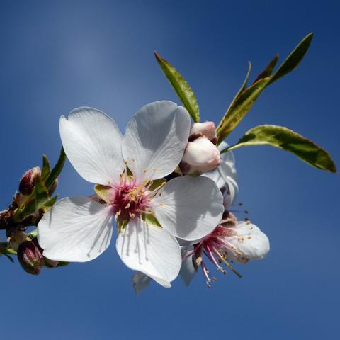 洛阳天明城房价最新动态分析