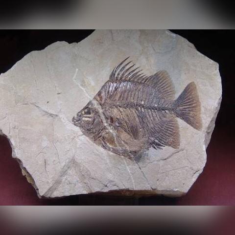 凌源楼房最新出售信息汇总