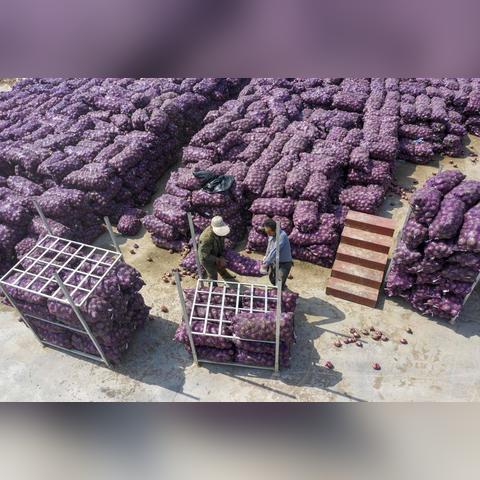 红皮洋葱价格行情解析及最新趋势