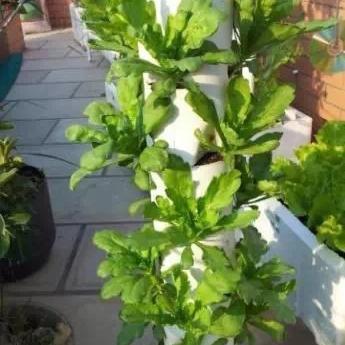 阳台种菜新风尚，PVC水管高效实用家庭农业模式