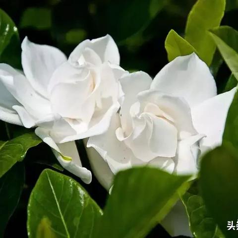 南溪区新任领导名单公示出炉