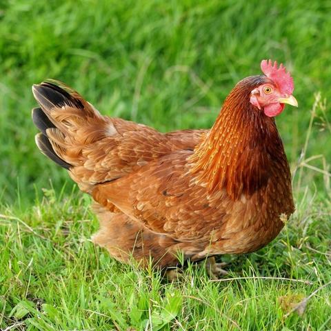 最新残疾职工提前退休政策解析