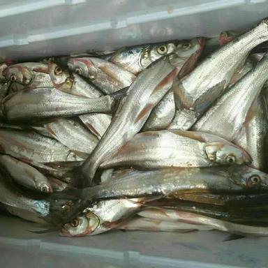 白龙湖筏钓指南，最佳时机与地点揭秘