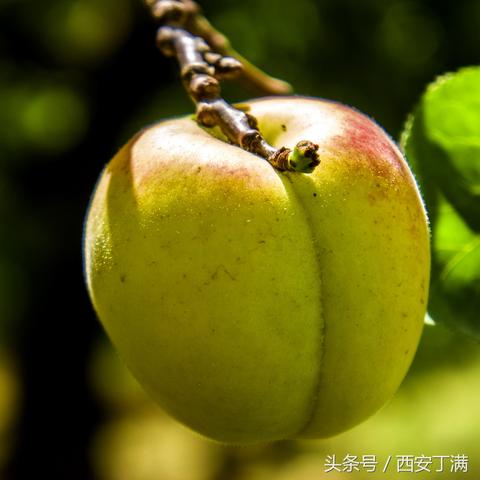 杏蜜视频全集,深度探索与精彩赏析