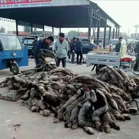 尚村貉皮市场最新行情分析