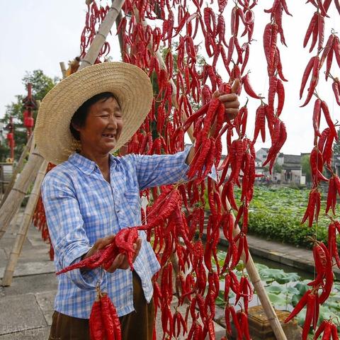 安徽黄豆价格最新行情分析