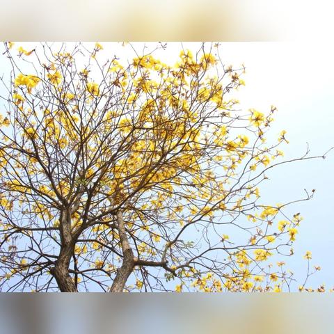 乡村春色最新章节及内容概述