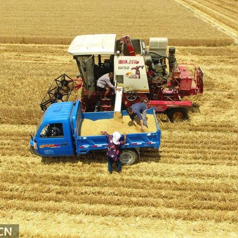 山东聊城小麦价格最新走势分析
