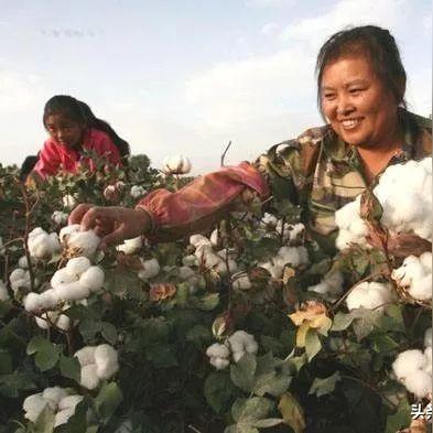 皮棉价格今日最新行情分析