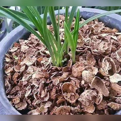 山西兰花尿素价格走势分析