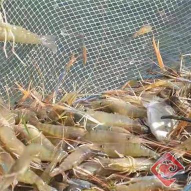 瑞丽海关最新动态报道