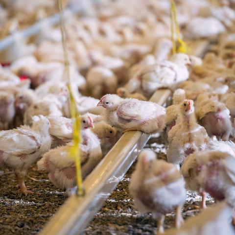 最新肉鸡饲养员招聘启事及职责概览