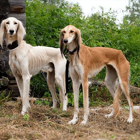蒙古细狗打架背后的故事与数据解析视频揭秘