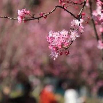 麦当劳美食盛宴,优惠活动盛大开启!